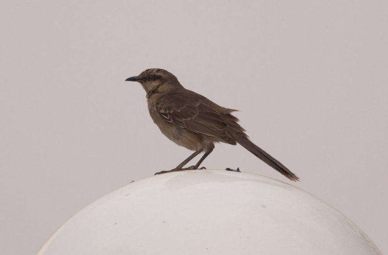 Chalk-browed Mockingbird