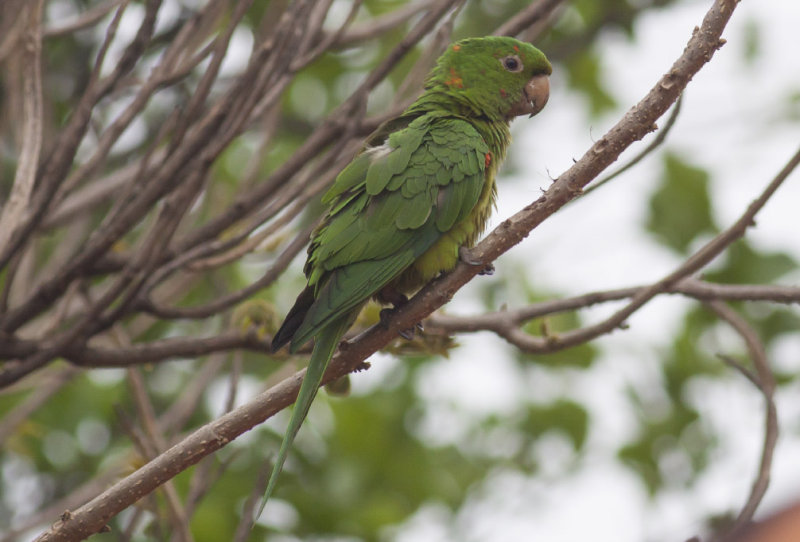 White-eyed Parakeet