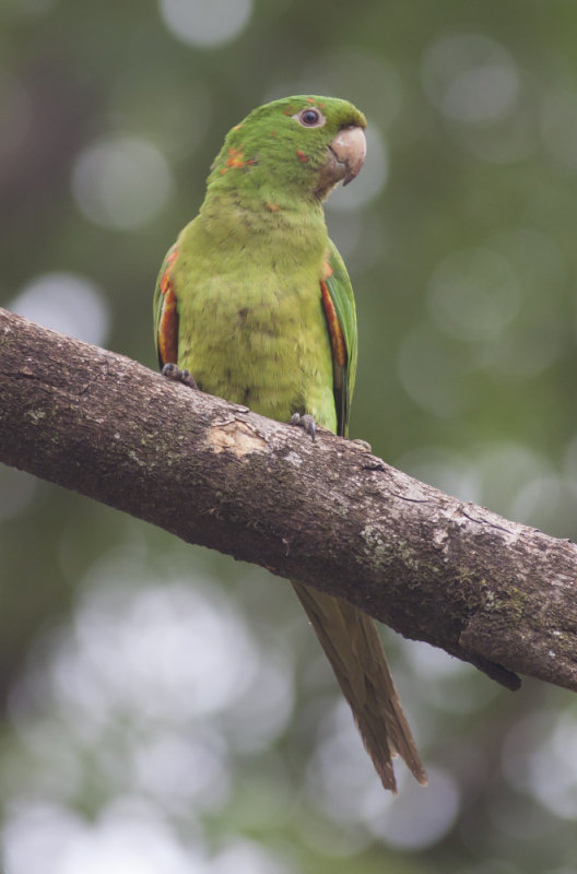 White-eyed Parakeet