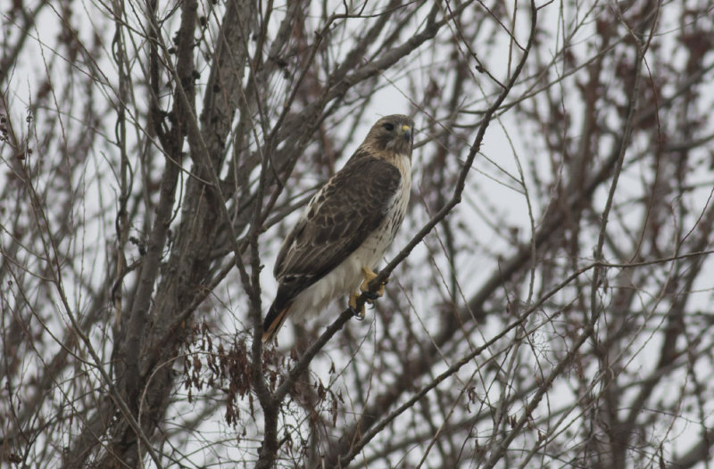 Red-tailed Hawk