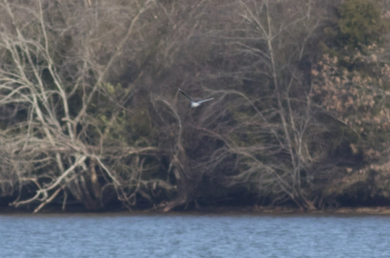 Little Gull