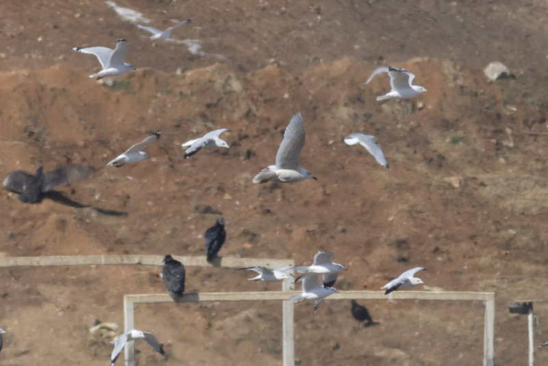 (Kumliens) Iceland Gull