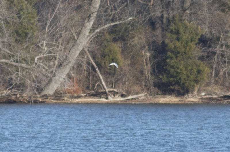 Little Gull