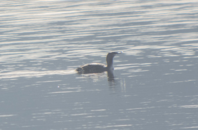 Red-throated Loon 