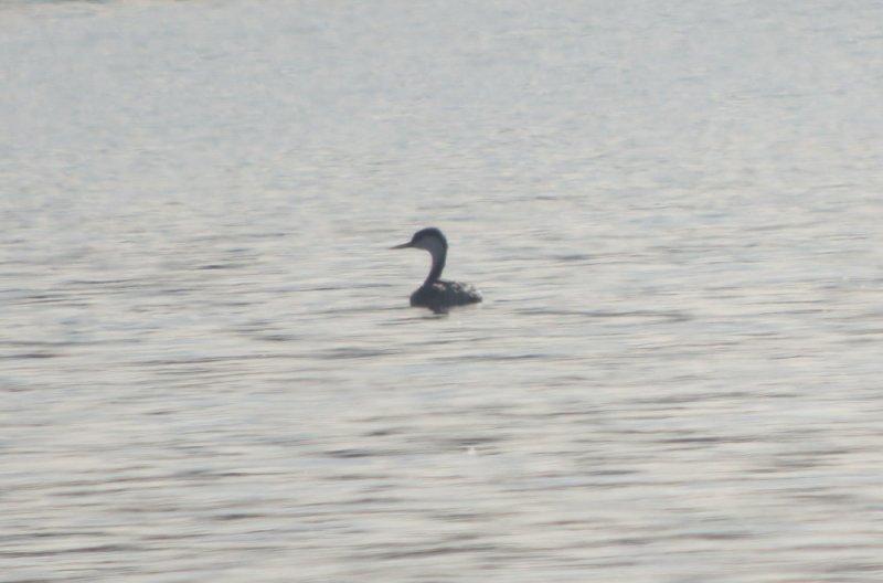 Western Grebe 