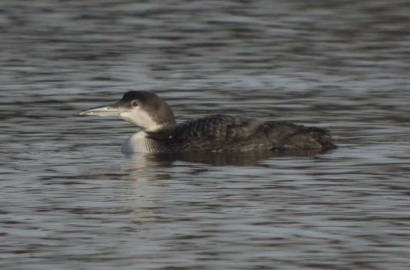 Common Loon