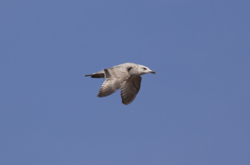 Herring Gull