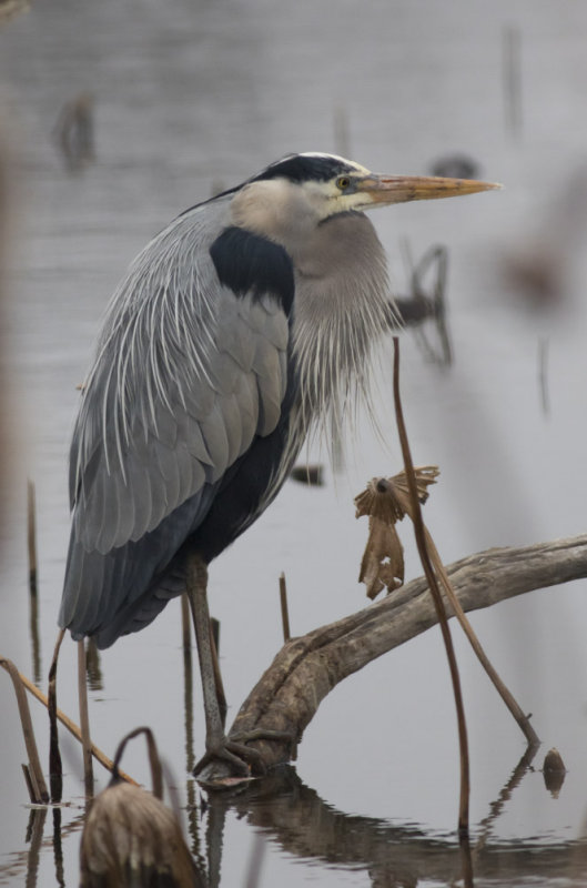 Great Blue Heron