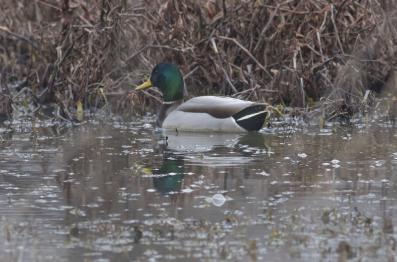 Mallard