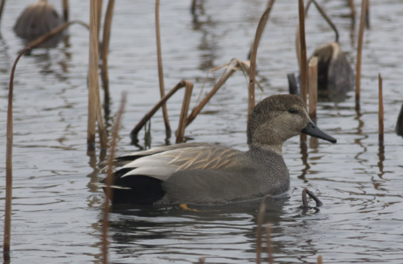 Gadwall