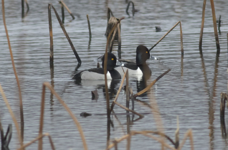 Ring-necked Ducks