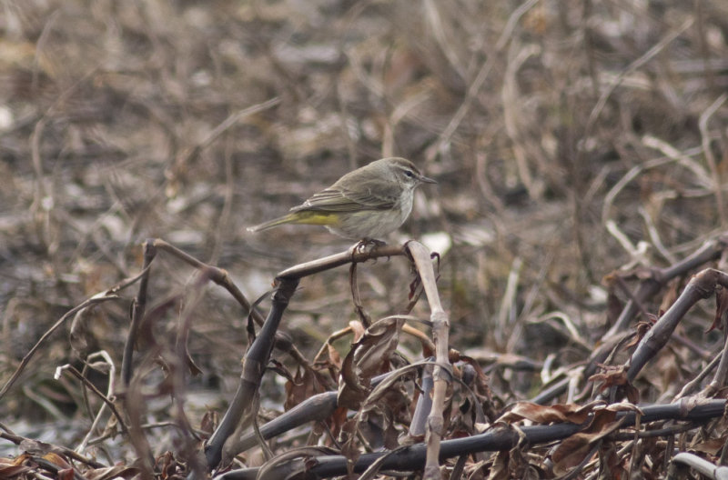 Palm Warbler