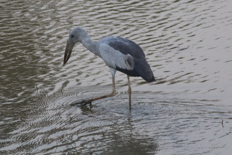 Asian Openbill