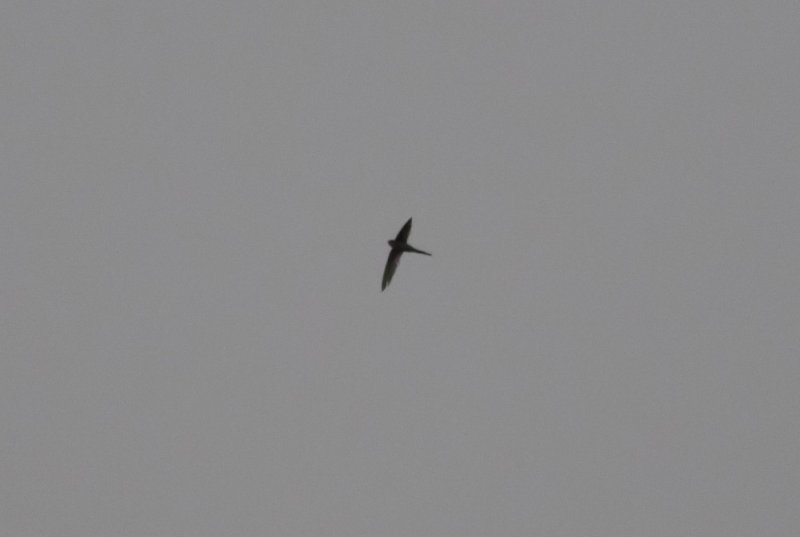 Asian Palm-Swift