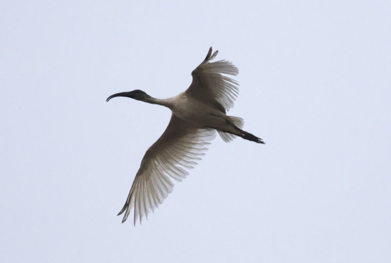 Black-headed Ibis