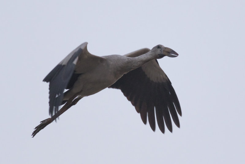 Asian Openbill