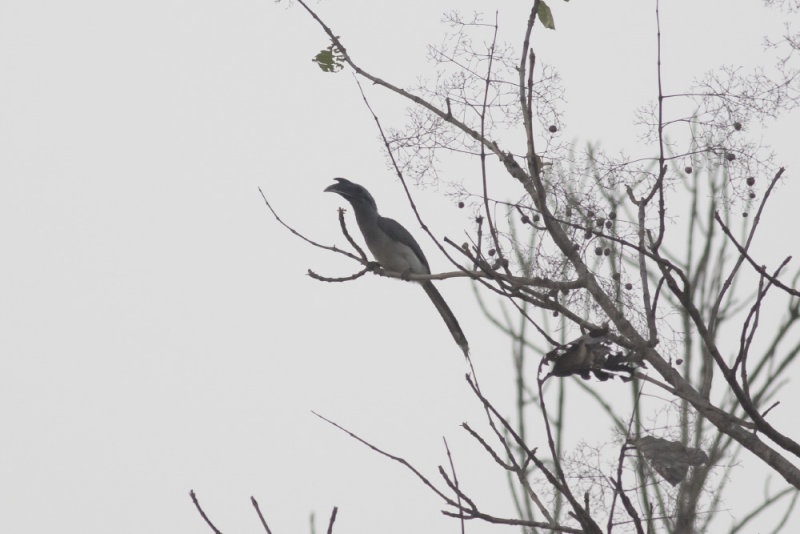 Indian Gray Hornbill