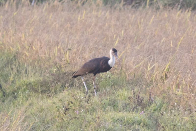 Wooly-necked Stork