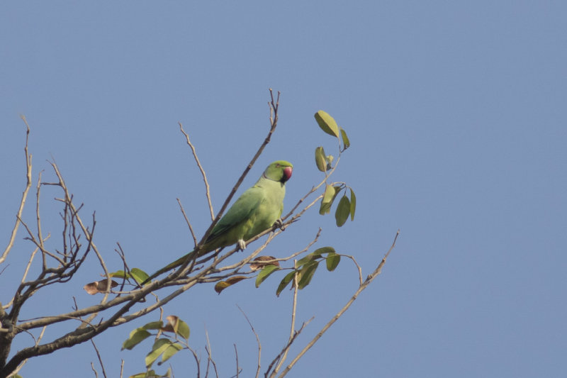 Rose-ringed Parakeet