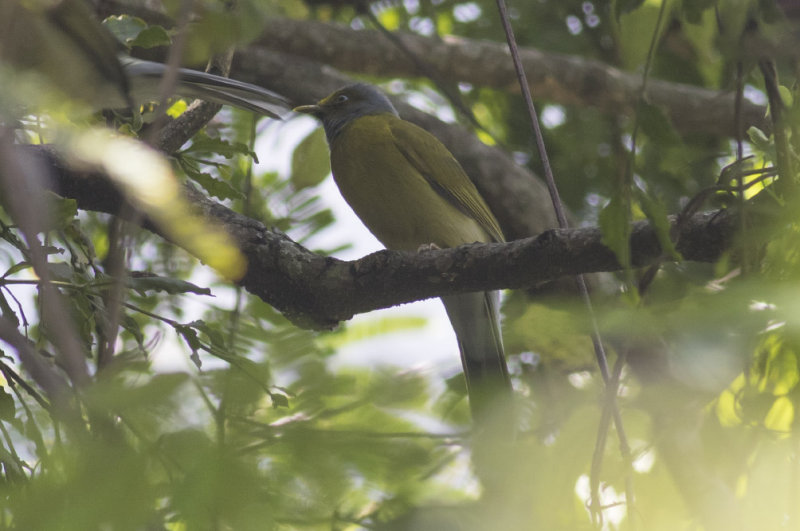 Gray-headed Bulbul