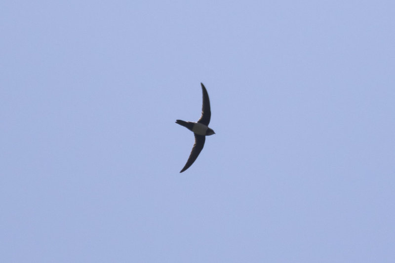 Alpine Swift