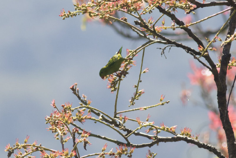 Vernal Hanging-Parrot