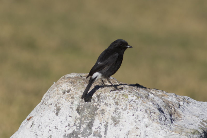 Pied Bushchat