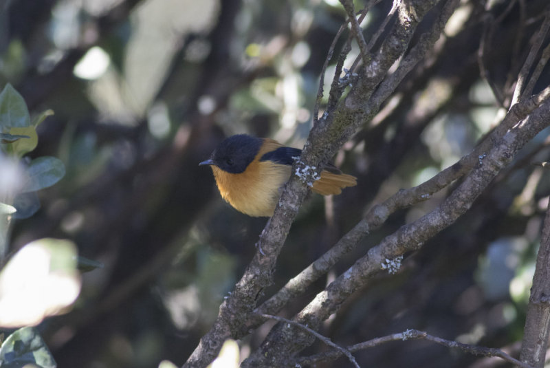 Black-and-rufous Flycatcher