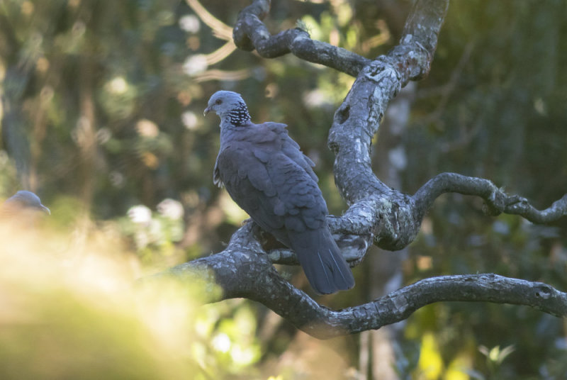 Nilgiri Wood-Pigeon