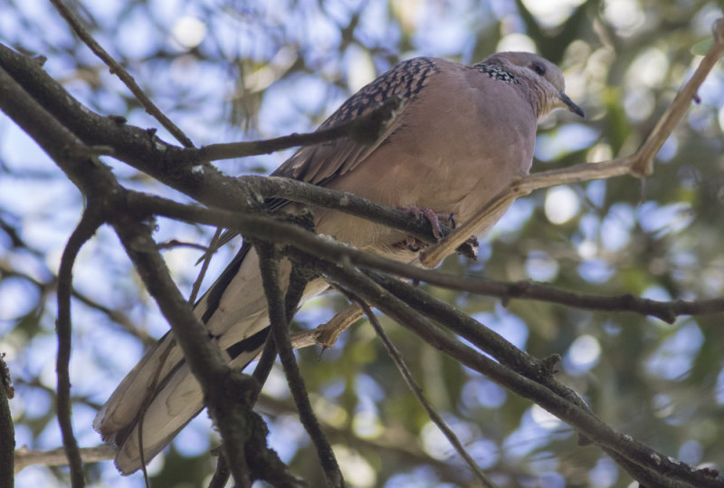 Spotted Dove