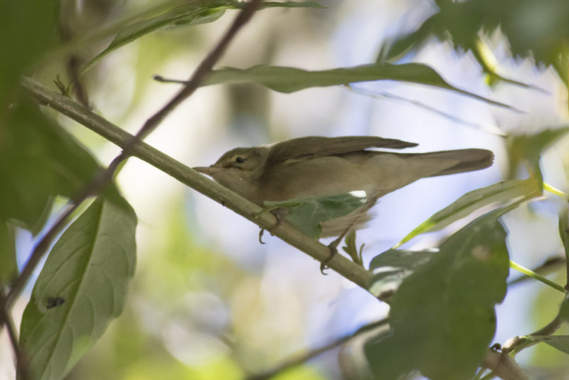Blyths Reed Warbler