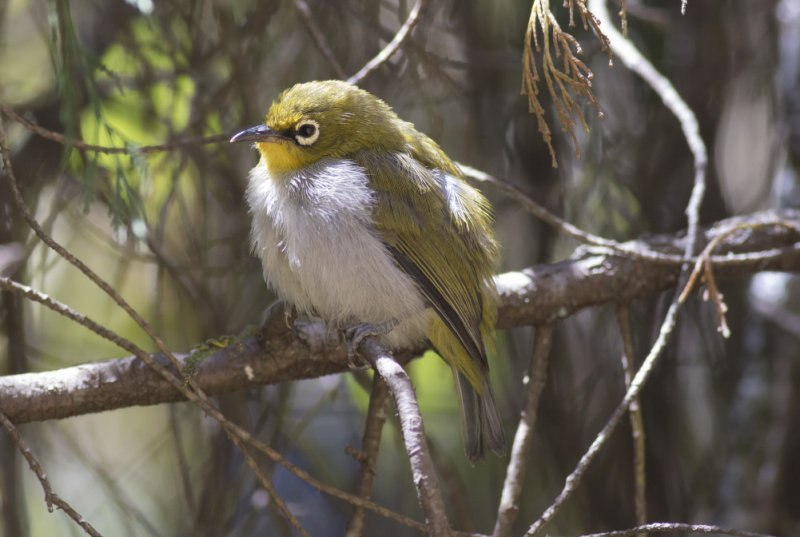 Oriental White-eye