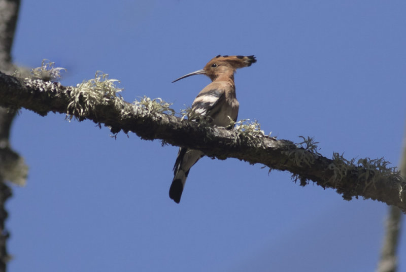 Eurasian Hoopoe