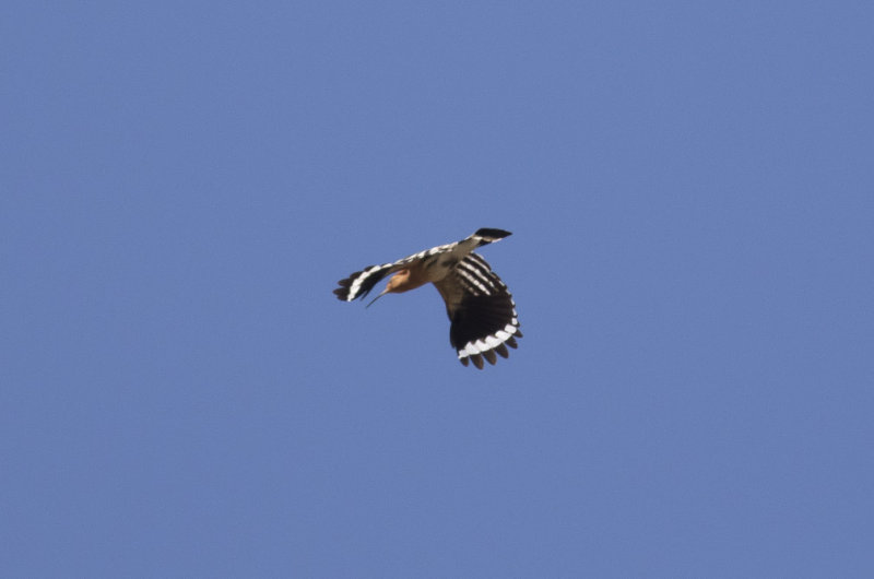Eurasian Hoopoe