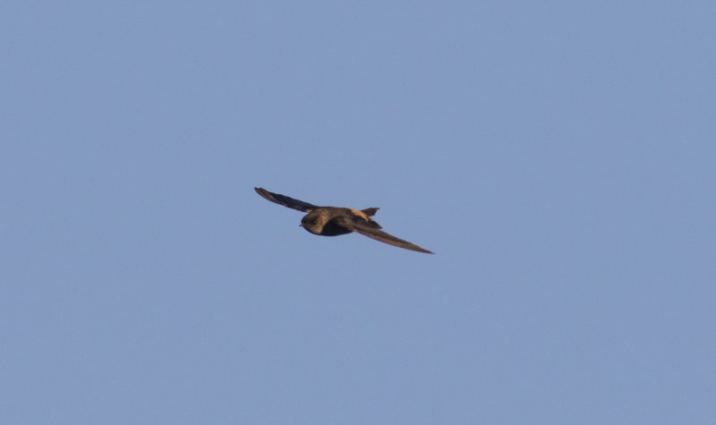 Red-rumped Swallow