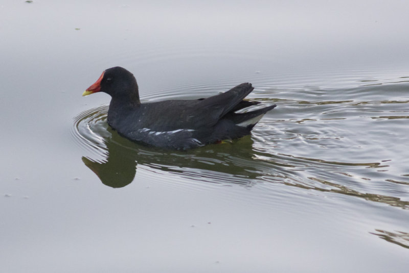 Eurasian Moorhen
