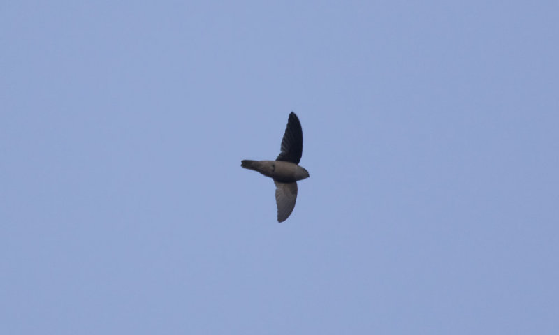 Indian Swiftlet