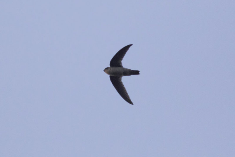 Indian Swiftlet
