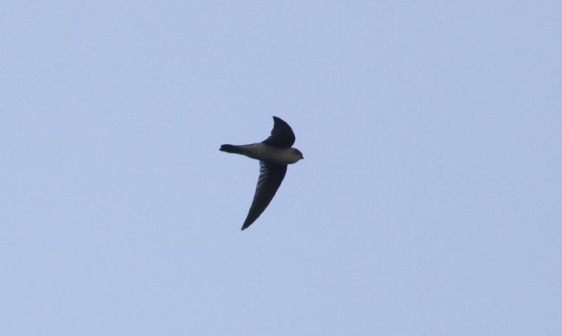 Indian Swiftlet