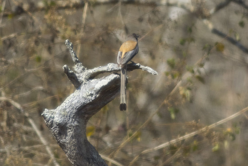 Rufous Treepie