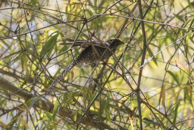 Asian Koel