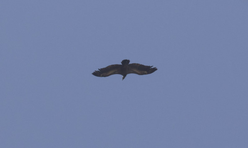 White-rumped Vulture