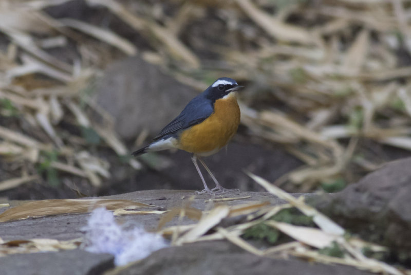 Indian Blue Robin