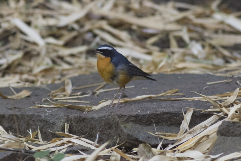 Indian Blue Robin