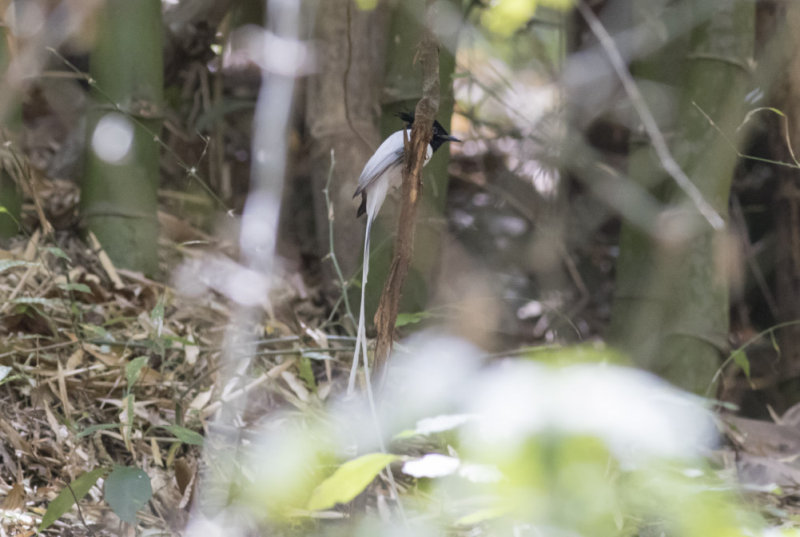Asian Paradise Flycatcher