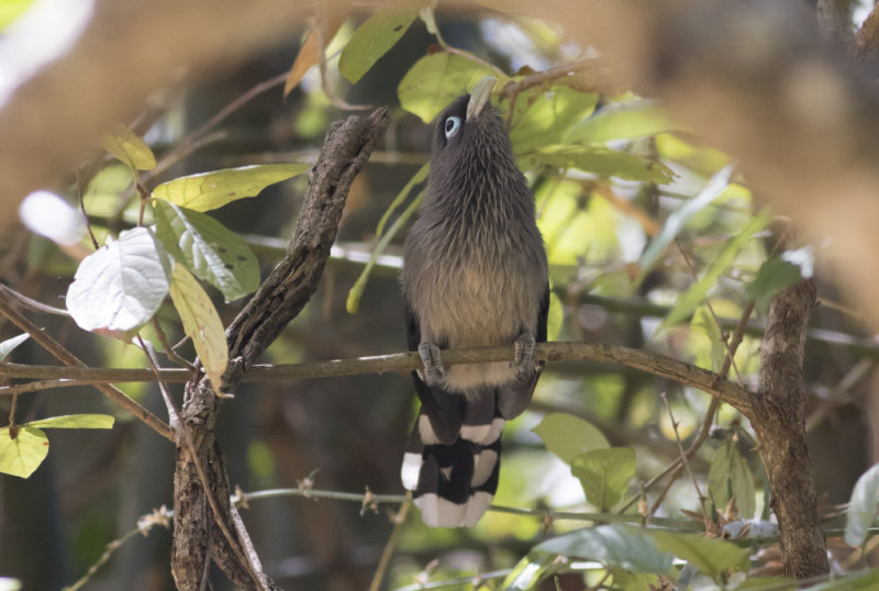 Blue-faced Malkola