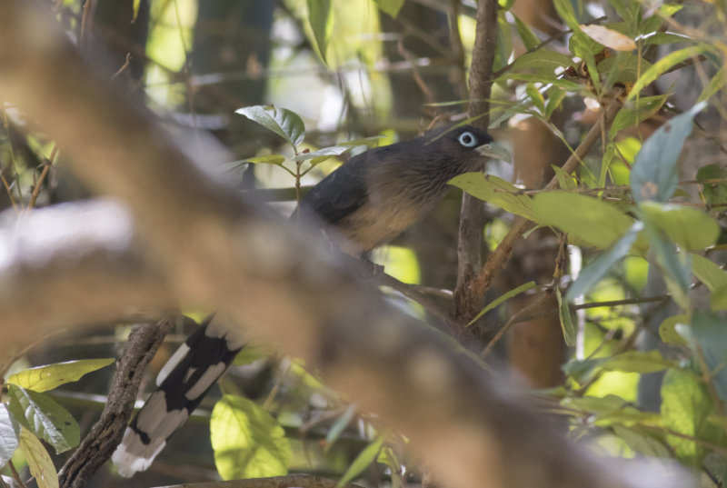 Blue-faced Malkola