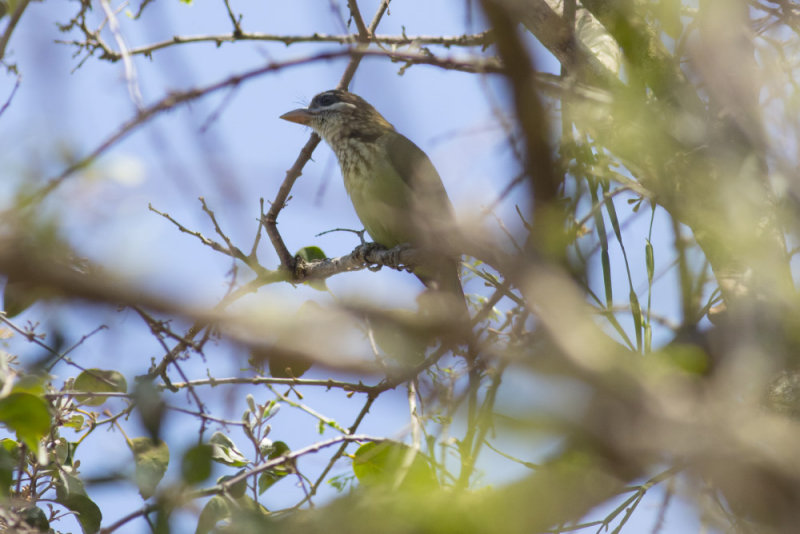 White-cheeked Barbet