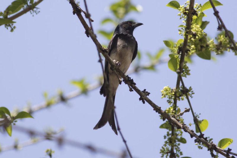 White-bellied Drongo