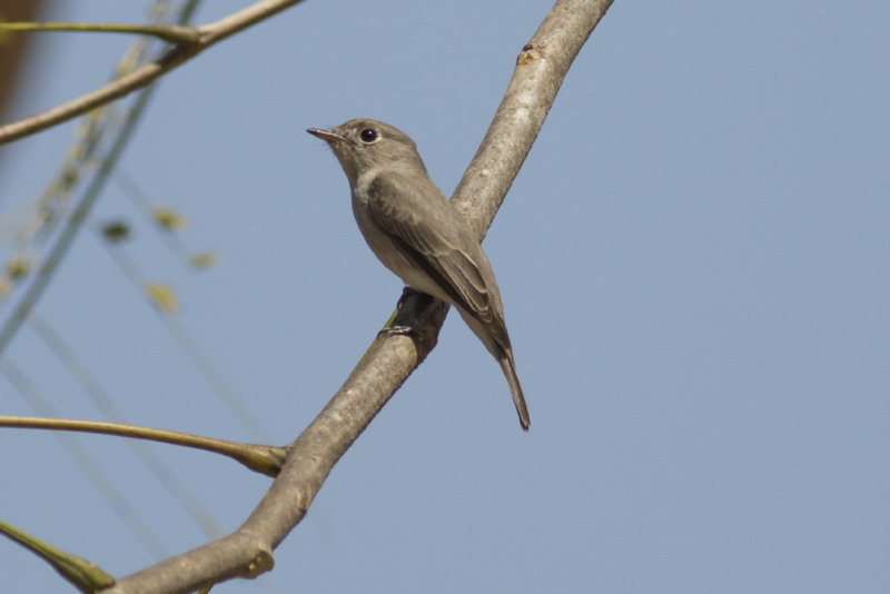 Asian Brown Flycatcher